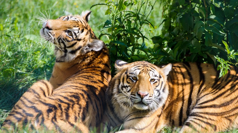 Die Tiger-Geschwister Bela und Shahrukh liegen in der Außenanlage der Großkatzenstation in Maßweiler.