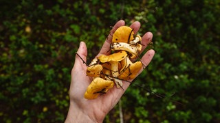 Die Pilze Pfifferlinge liegen auf einer Hand im Pfälzerwald.