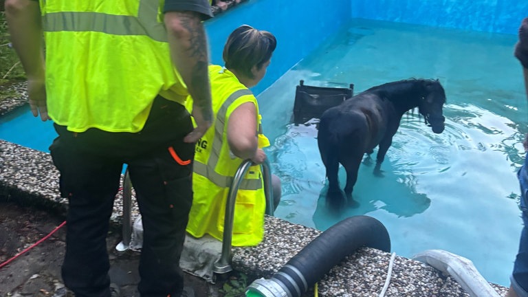 Auf dem Aschbacherhof bei Trippstadt wird das rund 400 kg schwere Pferd beruhigt, während die Retter das Wasser im Pool abpumpen. 