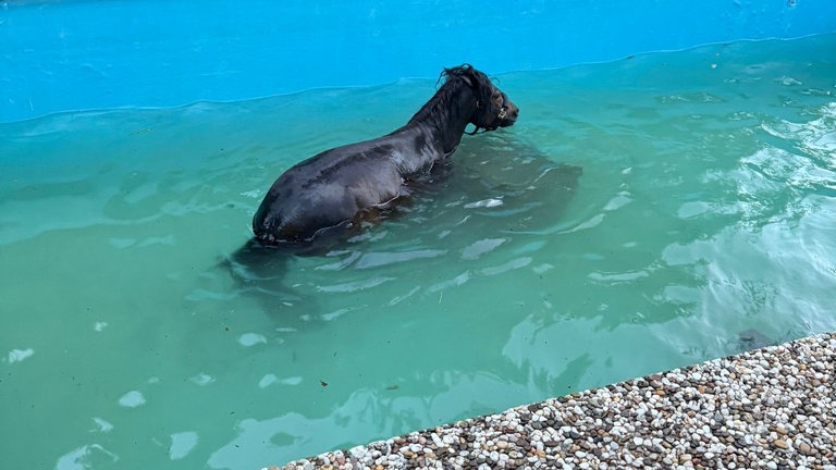 Das Pferd schwimmt in einem Pool auf dem Aschbacherhof bei Trippstadt, um sich über Wasser zu halten. 
