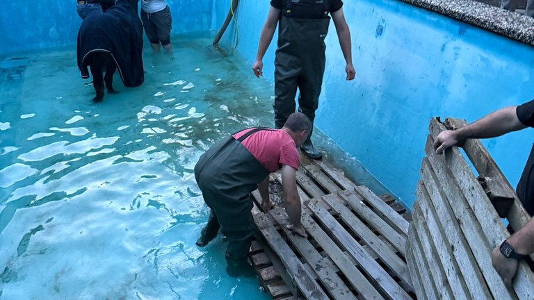 Die Tierretter "Animal Sunshine" als auch die Feuerwehr hatten alle Hände voll zu tun. Pferd beruhigen, Wasser abpumpen und eine stabile Treppenkonstruktion bauen, um das Pferd aus seiner misslichen Lage auf dem Aschbacherhof zu befreien. 