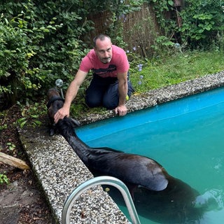 Während auf dem Aschbacherhof bei Trippstadt das Wasser aus dem Pool gepumpt wird, stabilisiert ein Retter den Kopf des Tieres am Beckenrand und beruhigt das erschöpfte Tier. 