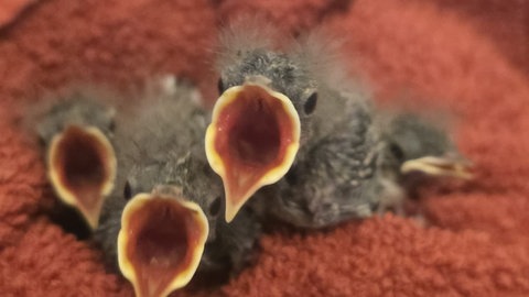 Immer mehr Vögel in Kaiserslautern und Region brauchen aufgrund der Hitze, Hilfe von Vogelschützern. 
