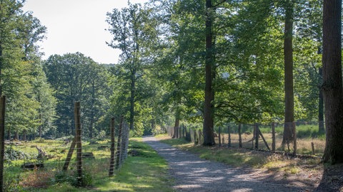 Gehege, Wald und Wege im Wildpark Kaiserslautern auf dem Betzenberg.