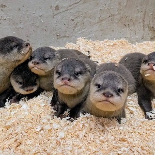 Im Zoo Kaiserslautern wachsen seit Juni sechs quirlige Otter-Babys heran.