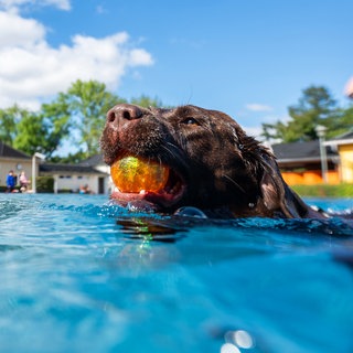 Ein Spaß für die Vierbeiner: Auch in Kusel oder Kaiserslautern wird zum Ende der Freibadsaison ein Hundeschwimmen angeboten. 