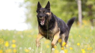 Ein Schäferhund zeigt seine Zähne (Symbolbild)