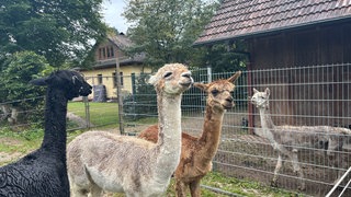 Die Alpakas in Ludwigswinkel in der Südwestpfalz wurden von Hunden angegriffen.