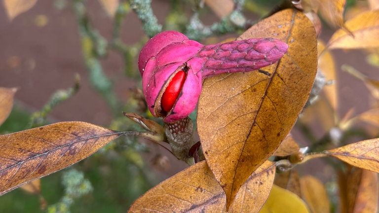 Magnolienfrüchte, diverse Formen finden sich in der Natur immer wieder.