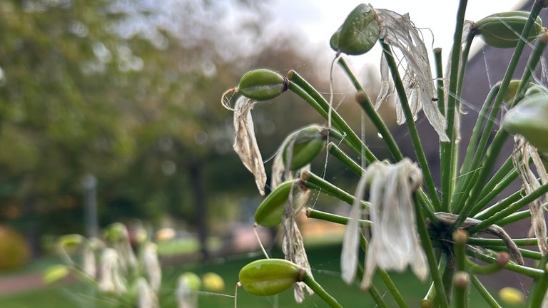 Kurze Auszeit in der Natur, um das Wunder der Natur an vielen Ecken im Kreis Kaiserslautern zu entdecken. So wie die Spinnenweben im Morgentau.