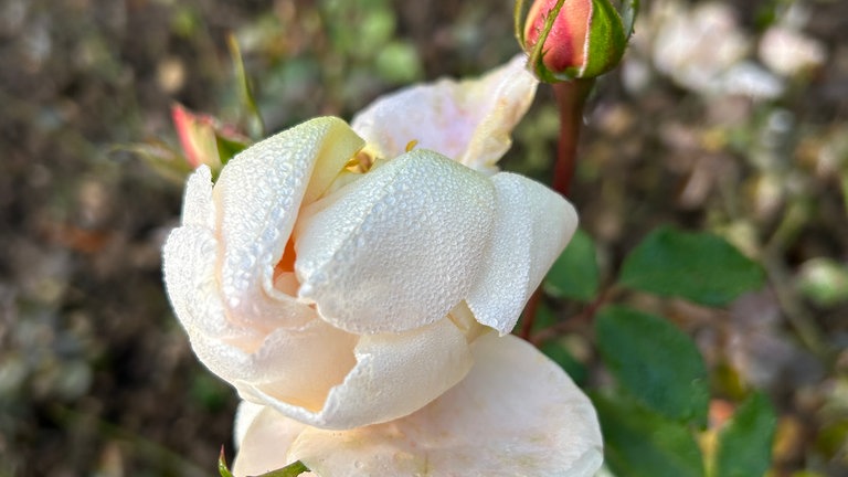Die aktuellen Temperaturen erlauben es noch so mancher Rose, weiter zu blühen, so wie hier im Rosengarten in Zweibrücken. 