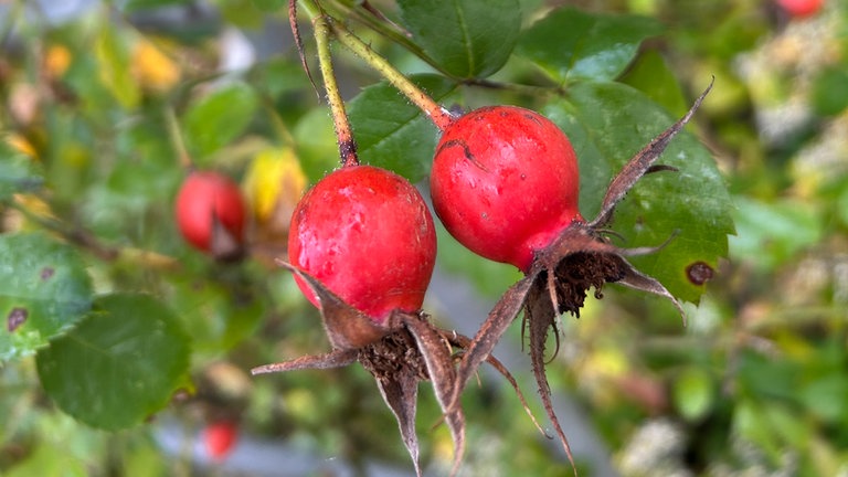 Rot strahlen die Habebutten zwischen Feld und Blumen. Gibt es auch Hagebutten in Euren Gärten sowie hier im Rosengarten in Zweibrücken?