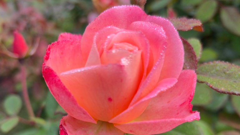 Es glitzert im Herbst, die zarten Rosen sind ein besonderes Naturspiel am frühen Morgen im Rosengarten Zweibrücken.