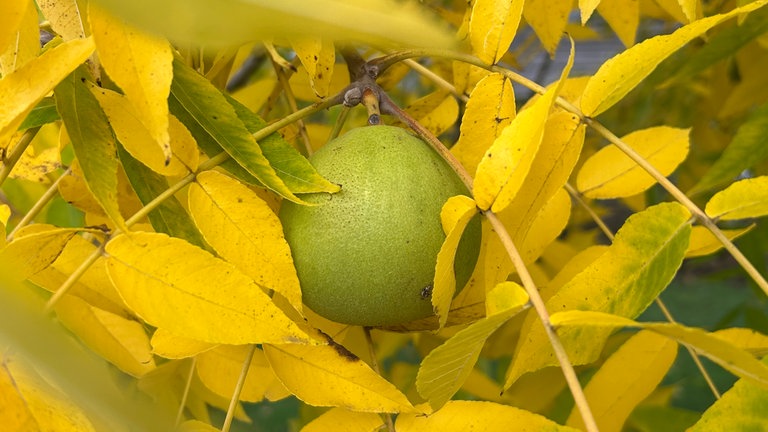 Habt ihr schon einmal eine grün leuchtende Schwarznuss geknackt? Umgeben von knallgelben Blättern zeigt der Herbst so viele Farben im Oktober hier in Zweibrücken.