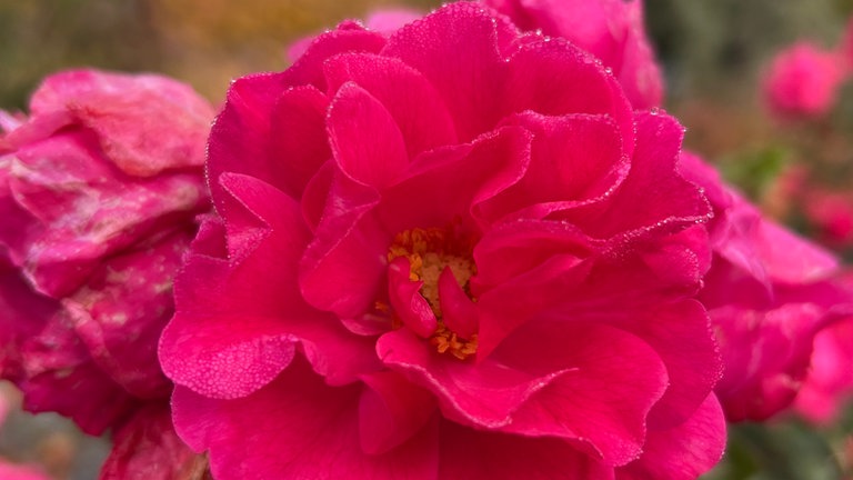 Noch wenige Tage, dann wird diese Rose wohl auch zerfallen sein und langsam in Richtung Winterschlaf gehen.