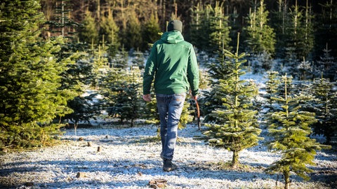 Weihnachtsbaum selbst schlagen