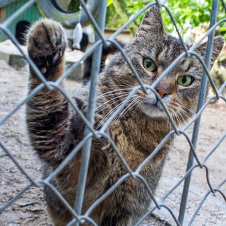 Eine Katze schaut aus einem Außengehege eines Tierheims (Symbolbild)