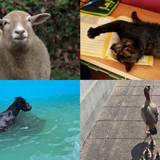 Eine Collage mit Schaf, Pferd und Katze zeigt tierische Geschichten aus der Westpfalz.