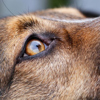 Ein trauriger Hundeblick. (Symbolbild: picture alliancedpa | Wolfgang Hoppe)