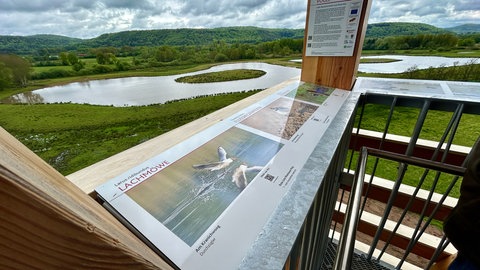 Von diesem Aussichtsturm kann man die Kraniche im Naturschutzgebiet Kranichwoog in Hütschenhausen beobachten.
