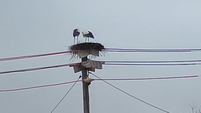 Die ersten Störche in ihrem Nest in Katzweiler