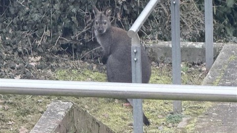 Kängurus in Otterbach ausgebüxt.