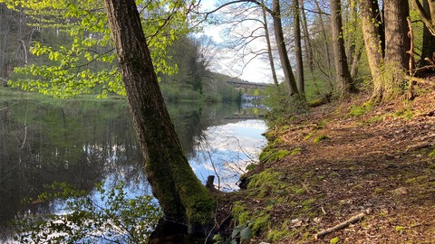 Der Eiswoog bei Ramsen im Frühling
