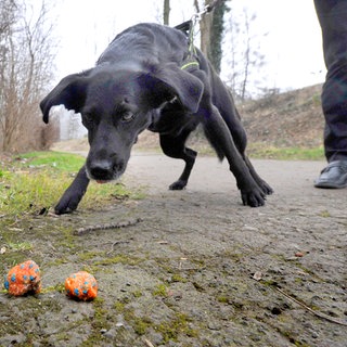 Wurden in Kaiserslautern Giftköder ausgelegt? (Symbolbild)
