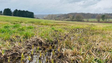 Weite Sicht in Reichenbach-Steegen auf den Potzberg.