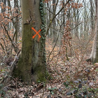 Im Wald am Donnersberg sind viele Bäume umsturzgefährdet.