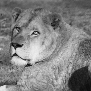 Löwe Erion liegt bei Sonnenschein auf einer grünen Wiese - jetzt ist das gerettete Tier verstorben.