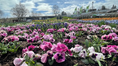 Blüten im Blumenbeet Gartenschaugelände Kaiserslautern