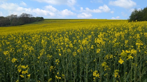 Rapsfeld bei Zweibrücken