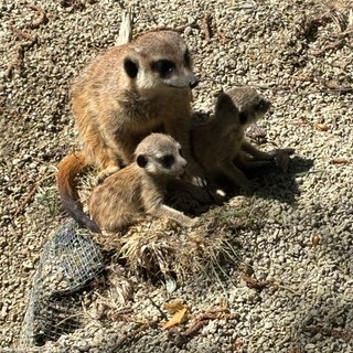 Erdmännchen im Zoo Kaiserslautern