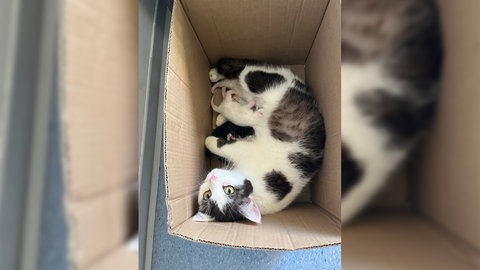 Eine Katze mit ihren neugeborenen Babys in einem Karton. So hat eine Spaziergängerin die Tiere auf einem Wanderparkplatz gefunden. 