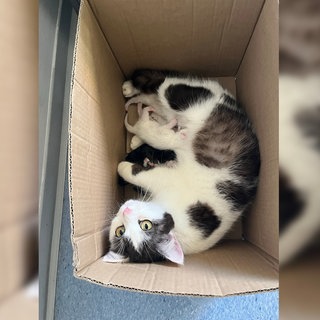 Eine Katze mit ihren neugeborenen Babys in einem Karton. So hat eine Spaziergängerin die Tiere auf einem Wanderparkplatz gefunden. 