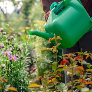 Eine Frau gießt mit einer Kanne Blumen und Pflanzen in einem Garten. 