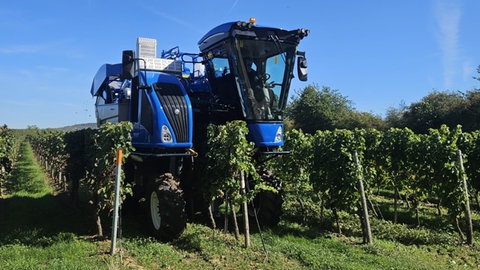 Weinberge im Zellertal. Das Weingut Puder will sich mit Oliven in der Weinbau-Krise behaupten.