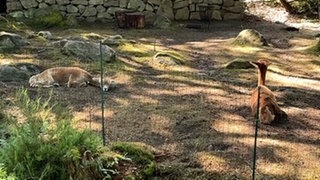Bei den Kindern beliebt: die Alpakas auf dem Campingplatz Clausensee.