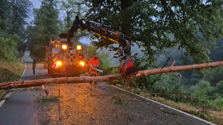 Über Fischbach bei Dahn zog am Donnerstag ein Unwetter hinweg. Durch den Sturm stürzte ein Baum um.