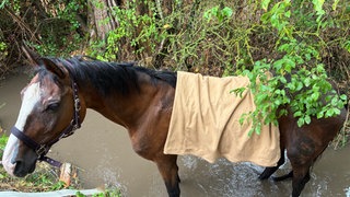 Pferd steckt im Donnersbergkreis im Bachlauf fest.