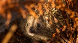 Igel und andere Wildtiere in der Westpfalz leiden unter Hitze und Trockenheit. (Symbolfoto)