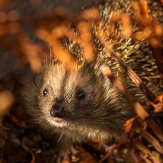 Igel und andere Wildtiere in der Westpfalz leiden unter Hitze und Trockenheit. (Symbolfoto)