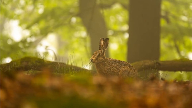 Wie leben Feldhasen im Pfälzerwald, wovon ernähren sie sich und wie viel hoppeln sie durch die Westpfalz? Diese Fragen soll die Forschung beantworten. 