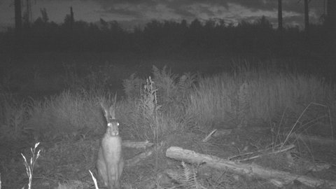 Die Forschungsanstalt für Waldökologie und Forstwirtschaft (FAWF) in Trippstadt untersucht die Lebens- und Verhaltensweisen von dauerhaft im Pfälzerwald lebenden Hasen.