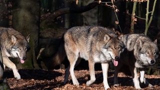 Mehrere Wölfe in einem Waldstück