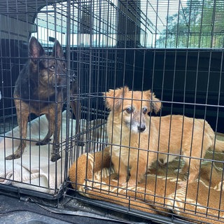 Zwei Hunde stehen jeweils in ihrer Gitterbox: Im Kreis Ahrweiler haben die Behörden Hunde aus einem Gnadenhof abtransportieren lassen, um deren Zahl zu verringern.