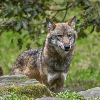 Symbolbild Wolf. Der Westerwälder Problemwolf hat im Kreis Altenkirchen drei Schafe gerissen. 