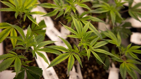 Mehrere Cannabis-Pflanzen im Anbau. Im Norden von Rheinland-Pfalz sind insgesamt vier Cannabis Clubs genehmigt worden.