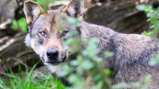 Wolf im Wald. 